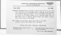 Coccomyces coronatus image